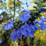 Salvia azurea 花