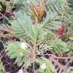 Desmanthus virgatus Leaf