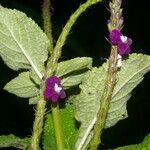Stachytarpheta frantzii Floare