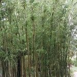 Phyllostachys reticulata Habitus