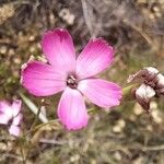 Dianthus godronianus Blüte