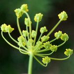 Ridolfia segetum Flower