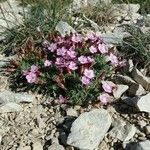 Dianthus subacaulis Habitus