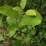 Salix phylicifolia Blatt