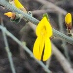 Genista scorpius Квітка