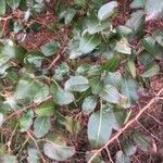 Pyrus cordata Folha