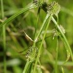 Cyperus hortensis Fruit