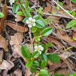 Cotoneaster dammeri 花