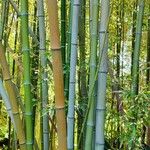 Phyllostachys viridiglaucescens Hábito