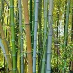 Phyllostachys viridiglaucescens موطن