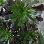 Aeonium arboreum Feuille