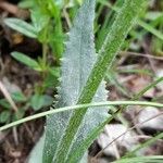 Senecio doronicum 葉