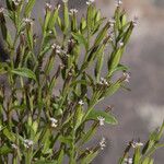 Stevia micrantha Habit