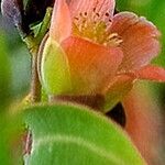 Cratoxylum cochinchinense Floare