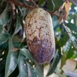 Dacryodes edulis Fruit