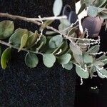 Acacia podalyriifolia Hoja