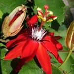 Passiflora miniata Blüte