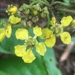 Stigmaphyllon ellipticum Flower