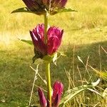 Gentiana pannonica 花