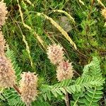 Astragalus alopecurus Fleur