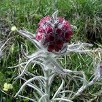 Cynoglossum magellense Flower