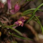 Dendrobium nardoides Flower