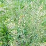 Lepidium ruderale Fuelha