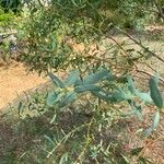 Eucalyptus parvula Hoja