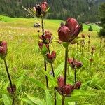 Gentiana purpureaCvet