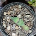 Gasteria glomerata Hoja