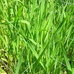 Triticum monococcum برگ