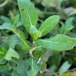 Salvia virgata Feuille