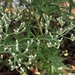 Eupatorium hyssopifolium Virág