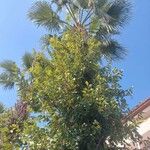 Ficus heterophylla Агульны выгляд