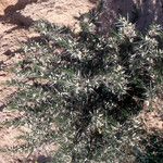 Astragalus armatus Habitat