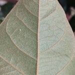 Byrsonima crassifolia Feuille