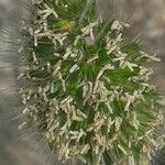 Cynosurus echinatus 花