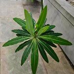 Euphorbia mellifera Lapas