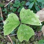 Achlys triphylla Leaf