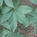 Aesculus glabra 叶