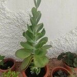 Kalanchoe tetraphylla Лист