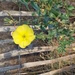 Oenothera drummondii Blüte