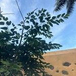 Hymenaea courbaril Leaf