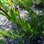 Oenothera lindheimeri Лист
