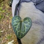 Asarum arifoliumBlad