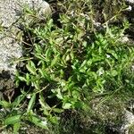 Lindernia dubia 形態