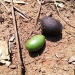 Zanthoxylum heitzii Φρούτο