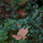 Cotoneaster hjelmqvistii