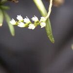 Bolusiella iridifolia Flower