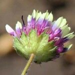 Trifolium barbigerum Цветок